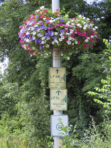 901888 Afbeelding van een plantenbak met geraniums en petunia's opgehangen aan een lantaarnpaal langs de Leidseweg te ...